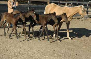 horse rescue