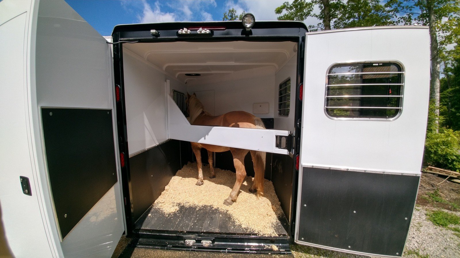 A horse standing inside of a Double D Trailers SafeTack Reverse model.