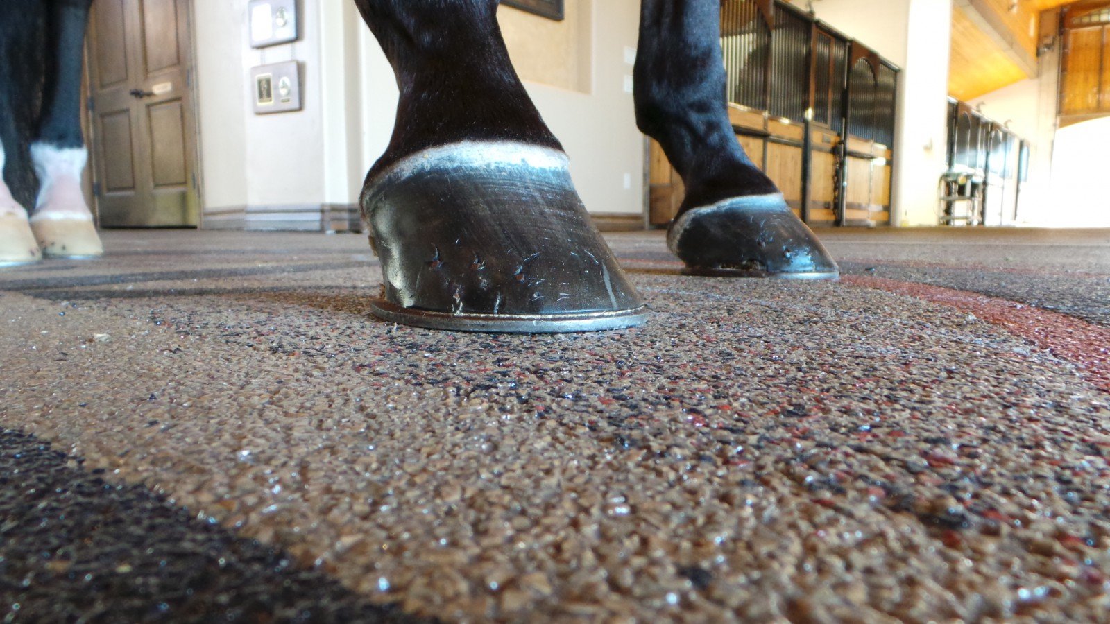 Why We Don T Recommend Werm Polylast Or Rhino Lining For Your Horse Trailer Floor