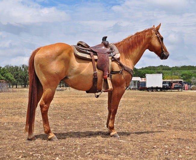 red dun horse