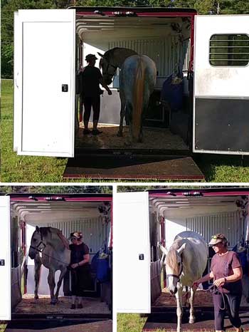 The SafeTack trailer design promotes easier and safer loading for horses and handlers. 