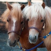 SAFE rescue has two mini-horses as mascots.