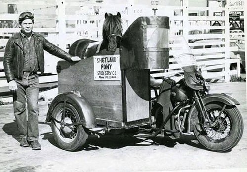 horse on motorcycle