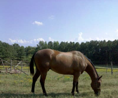 Days after his rescue, Sport was happily grazing in the field.