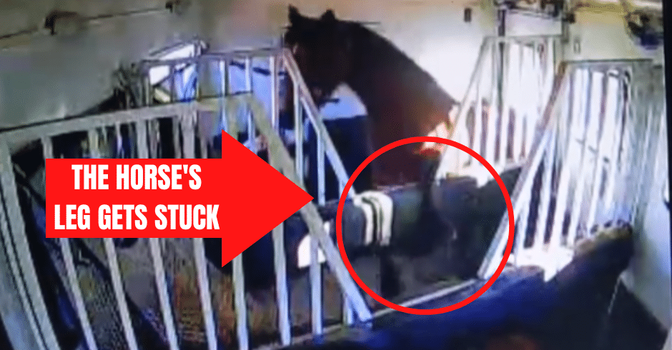 horse leg stuck in trailer