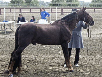 tennessee walker horse