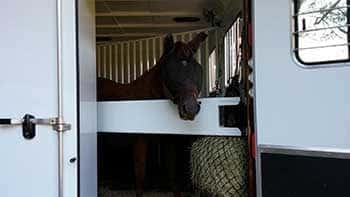 a horse in a stationary reverse facing horse trailer