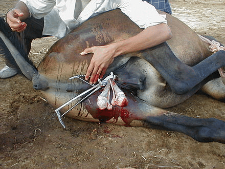 a photo showing the recumbent castration of a horse