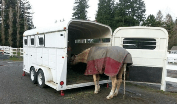 anxious horse