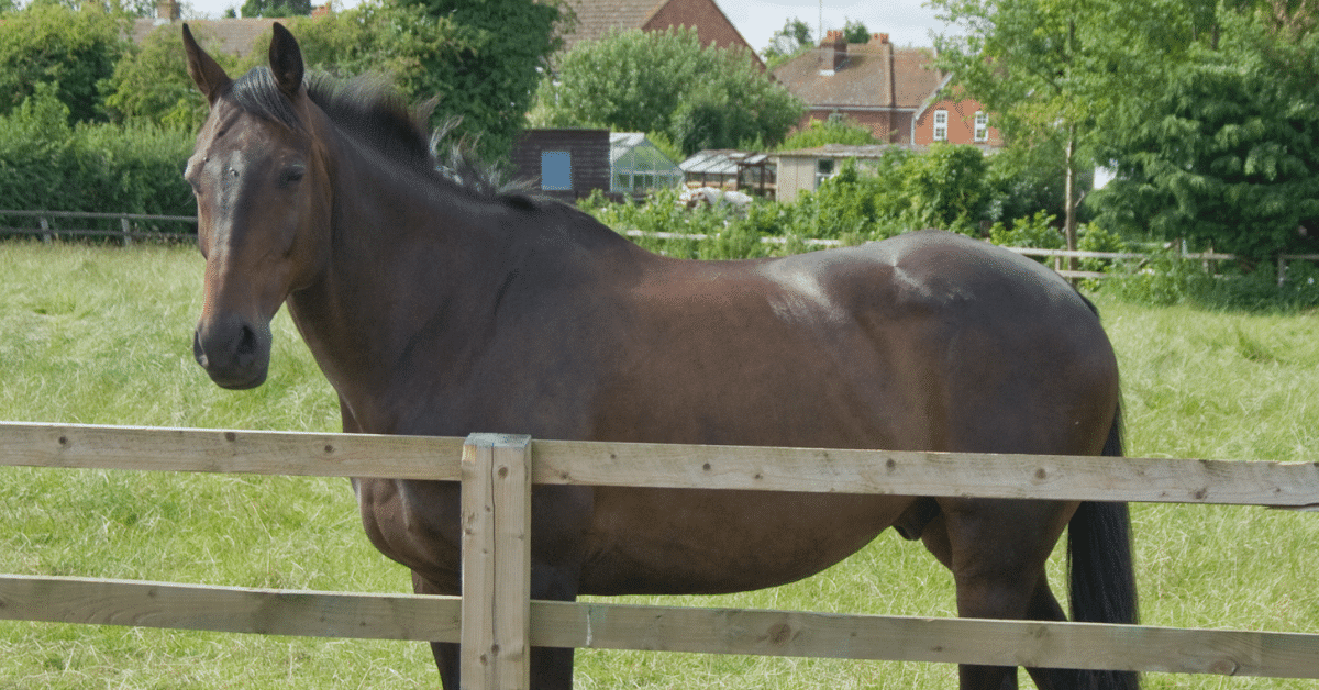 What is a Gelding Horse? History, Benefits, and Procedure