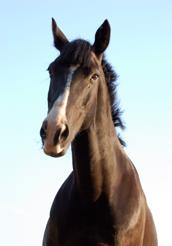 a photo of a brown horse with a white streak on his face