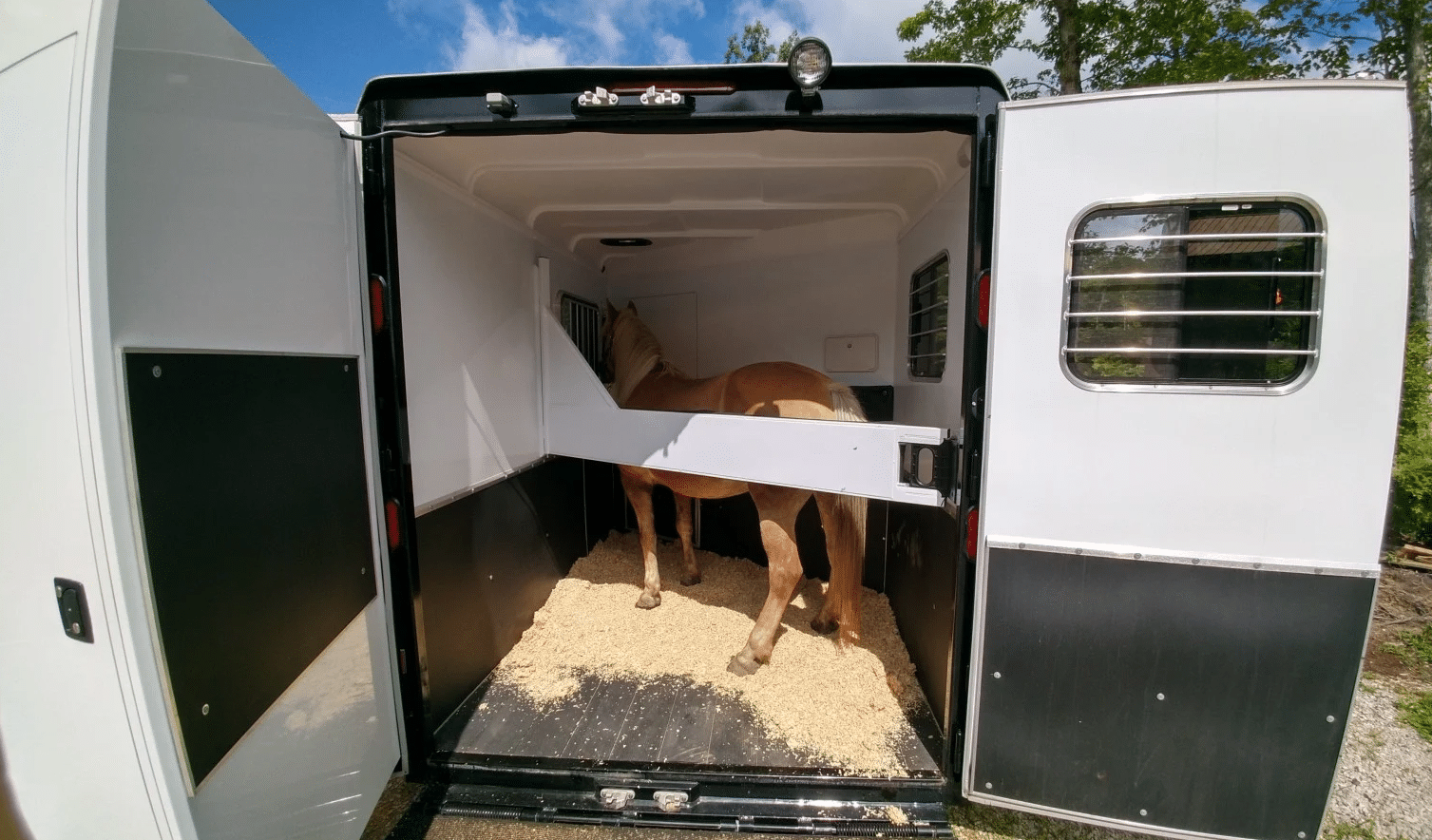 A horse standing inside of a Double D Trailers SafeTack Reverse 1 Horse Bumper Pull with Living Quarters.