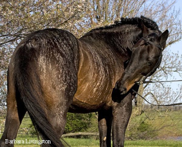 bay brindle horse