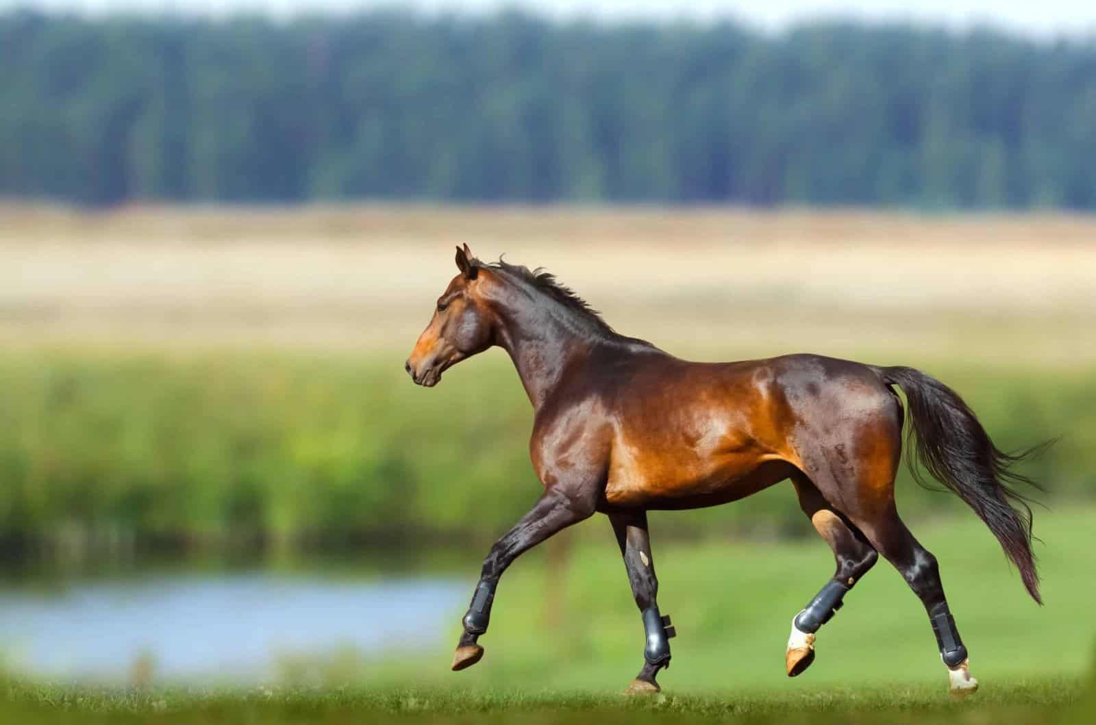 dark bay horse