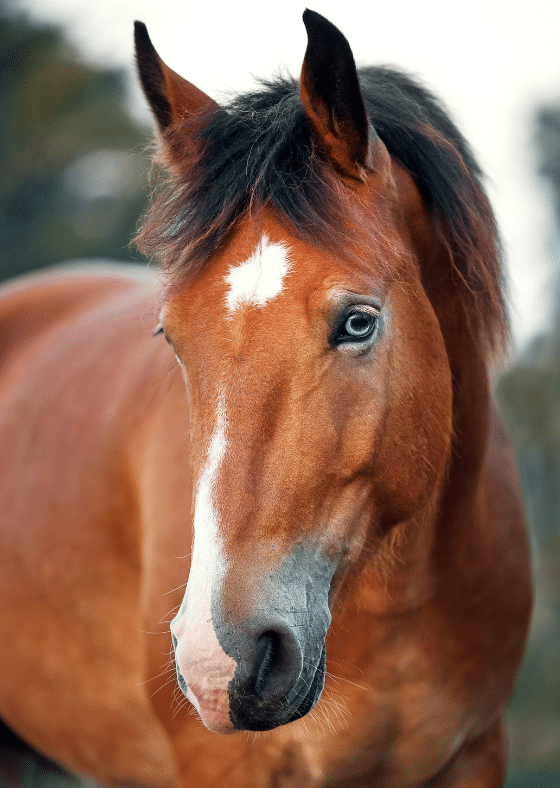a brown horse with blue eyes