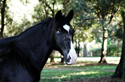 black horses with blue eyes