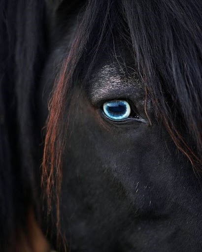a close up photo of a black horse with blue eyes