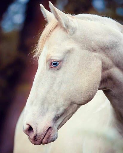 white horse with blue eyes