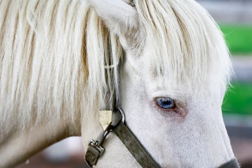 close up photo of a white horse with blue eyes
