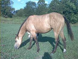 buckskin brindle horse