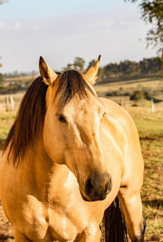 photo of a buckskin horse standing in a pasture 