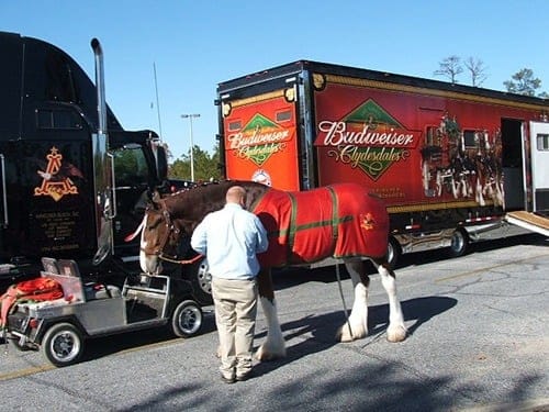 budweiser clydesdales