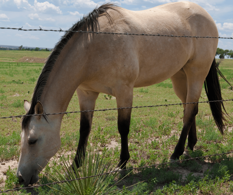 buttermilk buckskin horse