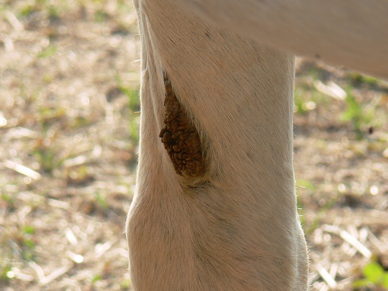 image of a chestnut on the leg of a horse