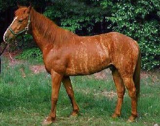 chestnut brindle horse