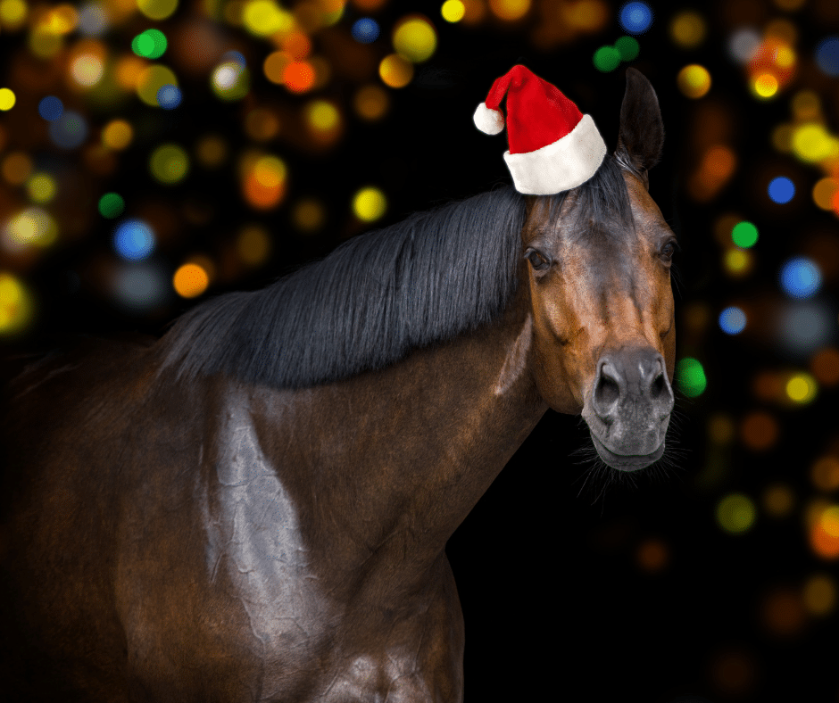 a horse in Christmas gear with Christmas lights behind them 