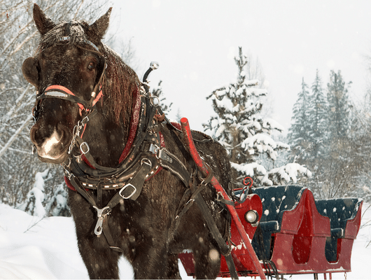 a horse pulling a sleigh 