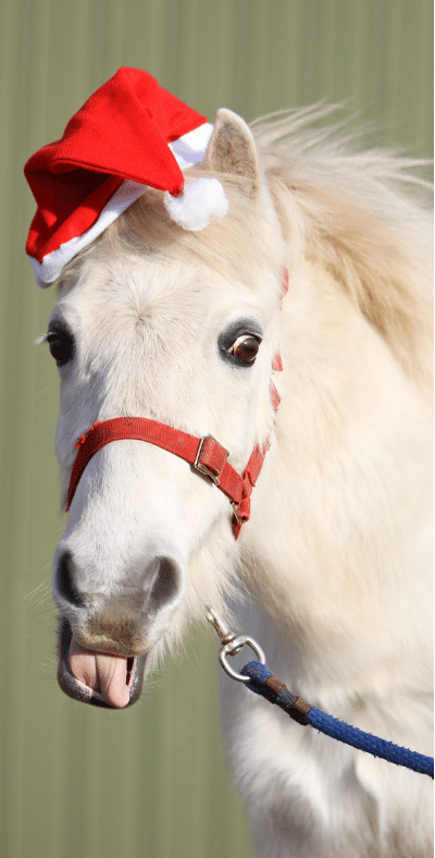 a white horse with a santa hat on sticking its tongue out