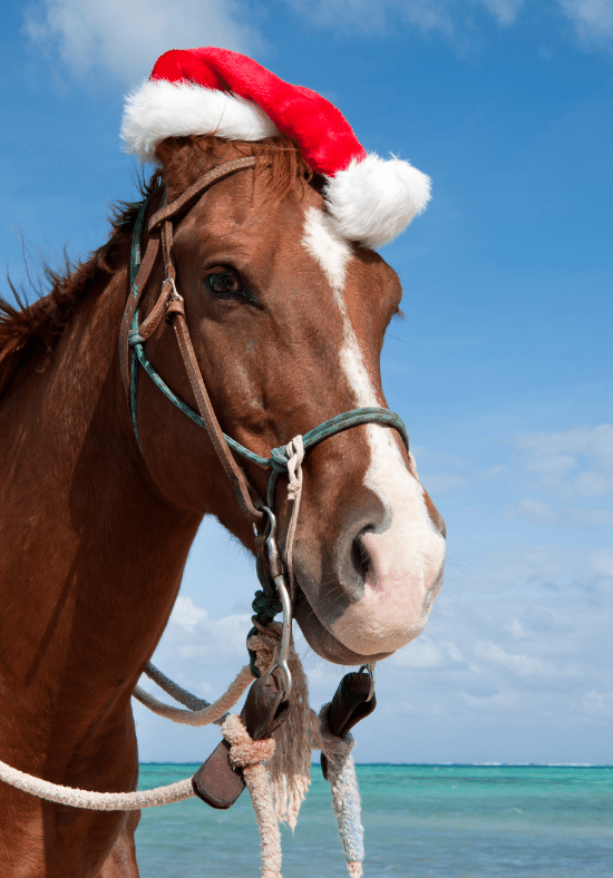a horse at the beach in a Santa hat