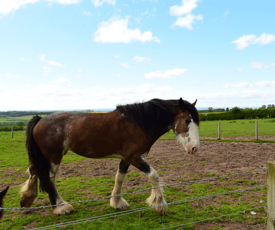 Clydesdale bay horse