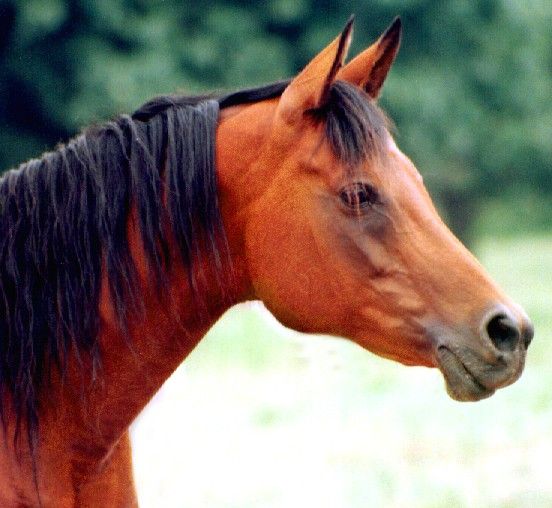 a side profile view of a copper bay horse