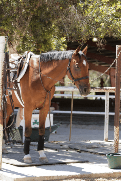 a horse cross tied outside to posts 