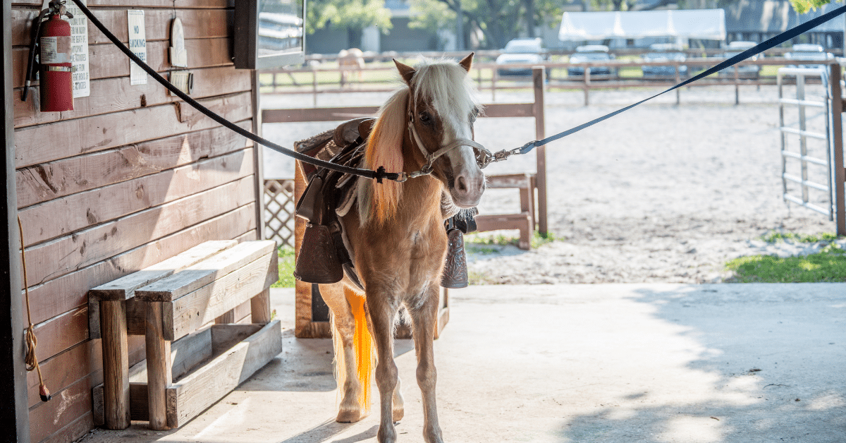 a horse cross tied up inside of a barn 