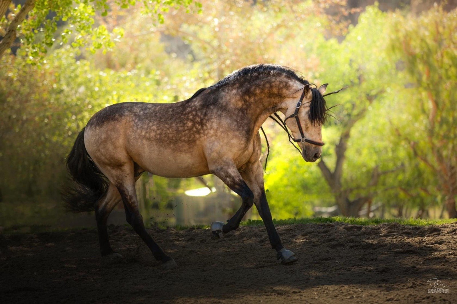 dapple buckskin horse