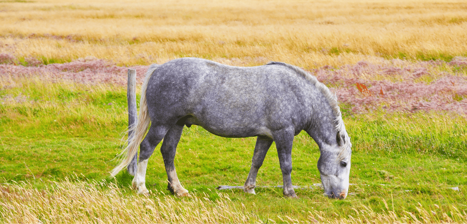 dapple grey horse in a field eating grass