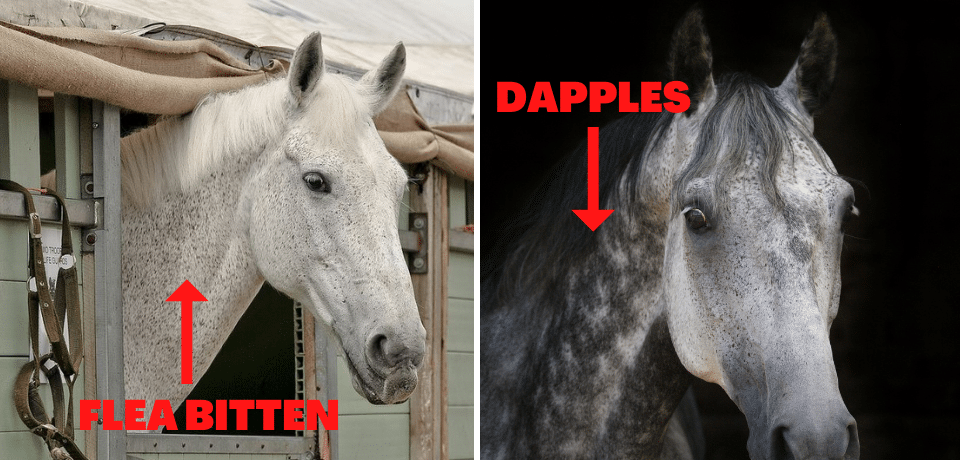 dapple grey horse vs. fleabitten grey horse