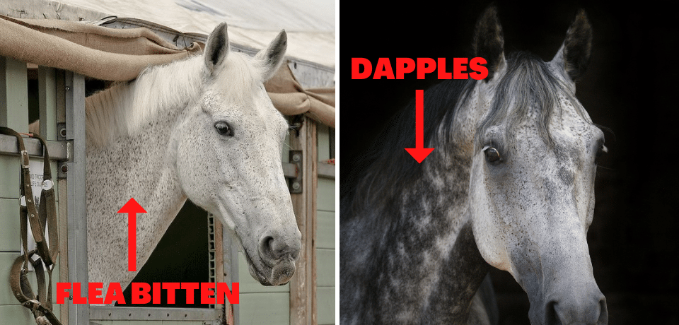 13 Dapple Grey Horse Facts That Will Blow Your Mind