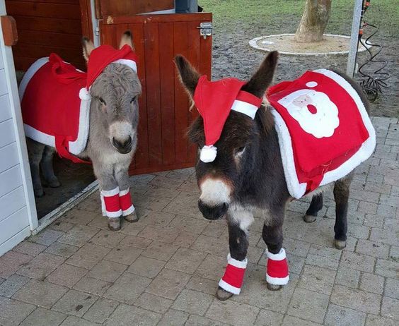 two miniature horses with Santa saddle pads on 