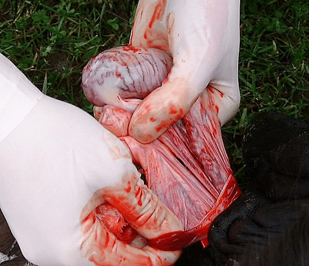 a medical photo showing horse castration 