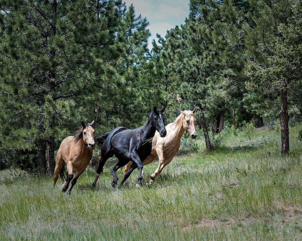 a photo of 3 horses trotting in a grass field 