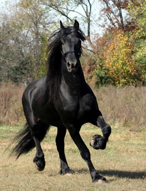 a Friesian horse trotting through a field