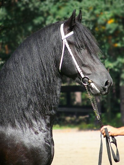 a side profile of a Friesian horse 