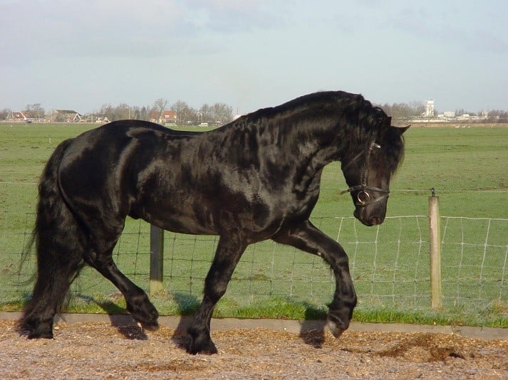 a Friesian horse walking with a fence and grass in the background