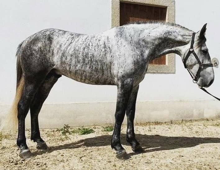 gray brindle horse