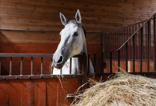 horse in stall eating hay