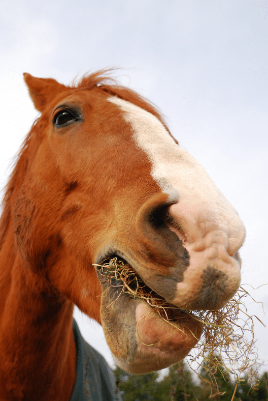 horse eating hay